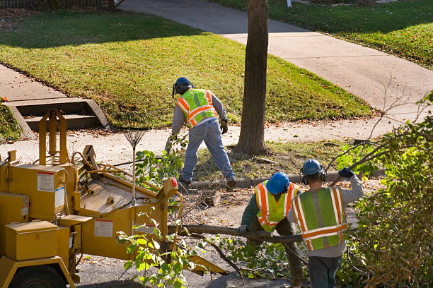 Best Tree Branch Trimming  in Silver Summit, UT